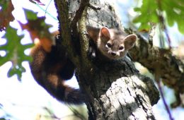 American Marten