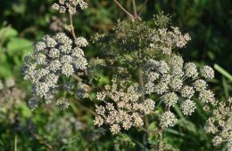 poison hemlock