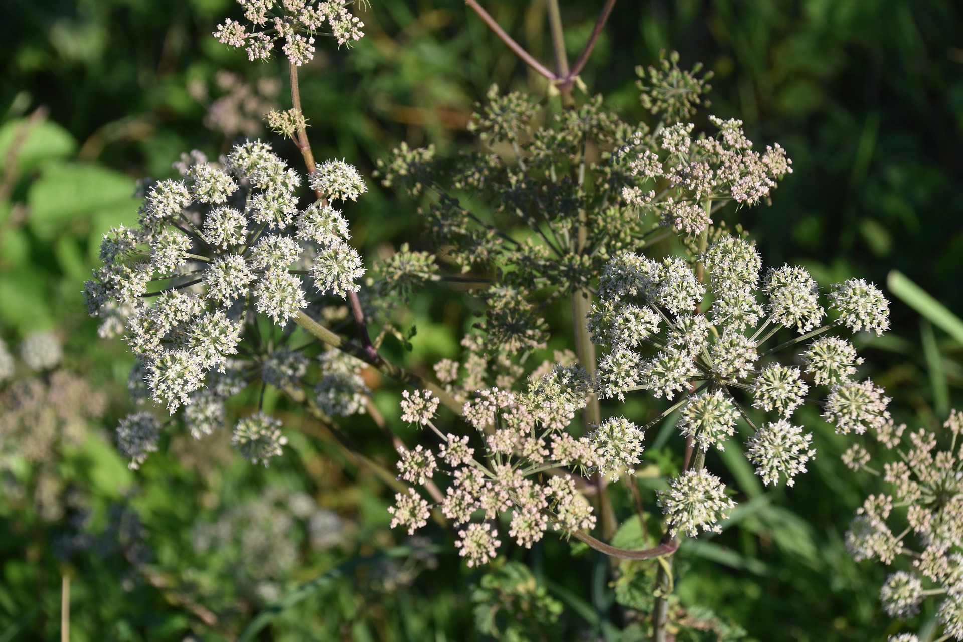 Learn how to identify Queen Anne's Lace, then play with it in the kitchen.