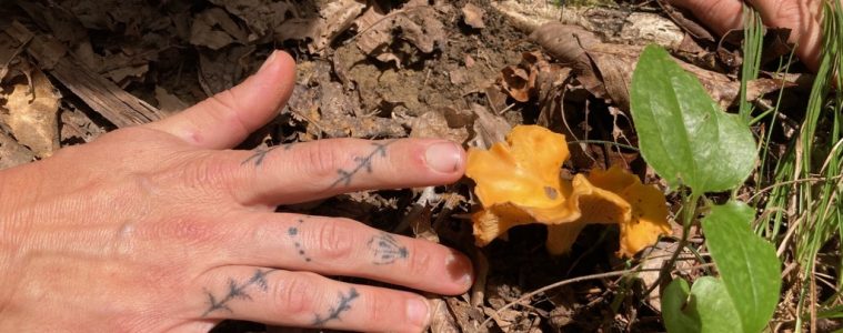 chanterelle mushrooms