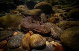 eastern hellbender salamander