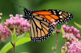 Monarch Butterly