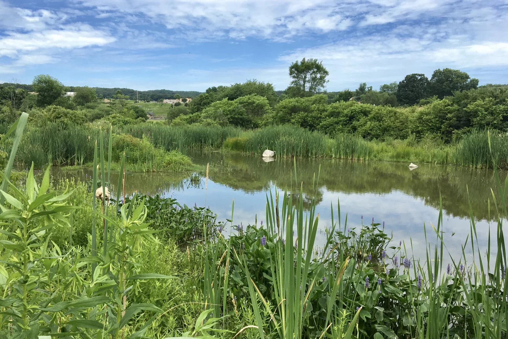 Old Crow wetland