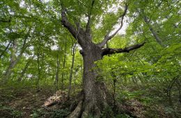 White Oak