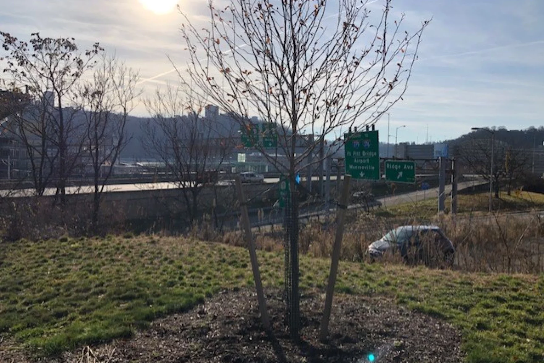 The tree overlooks Route 65