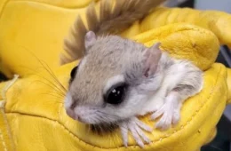 southern flying squirrel