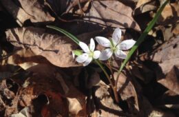 Spring beauty (Claytonia virginiana)