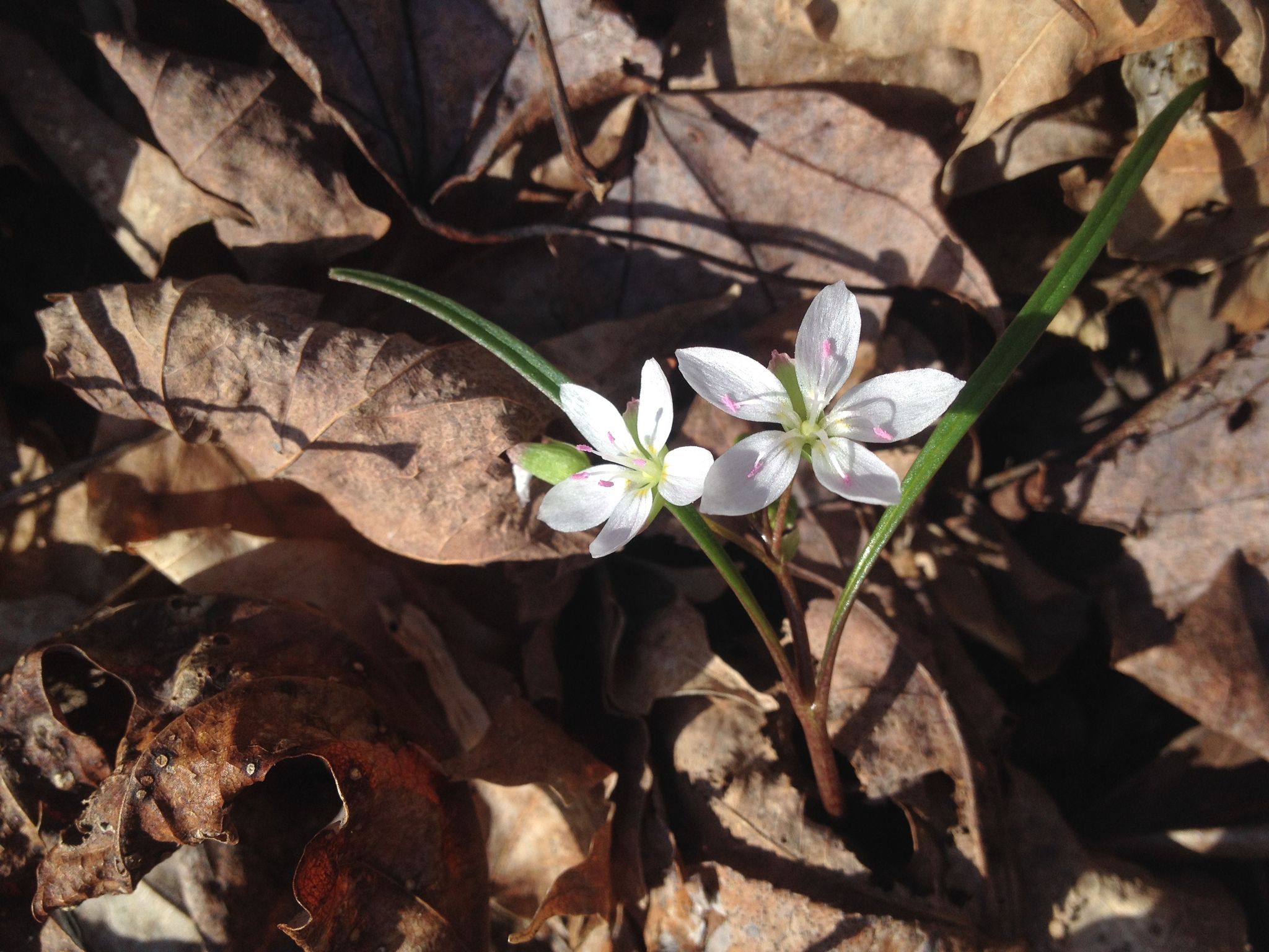 Spring beauty (Claytonia virginiana)