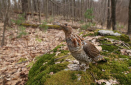 A curious ruffed grouse on a log