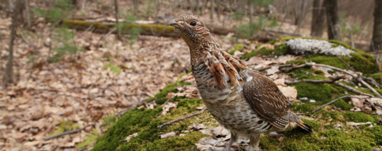 A curious ruffed grouse on a log