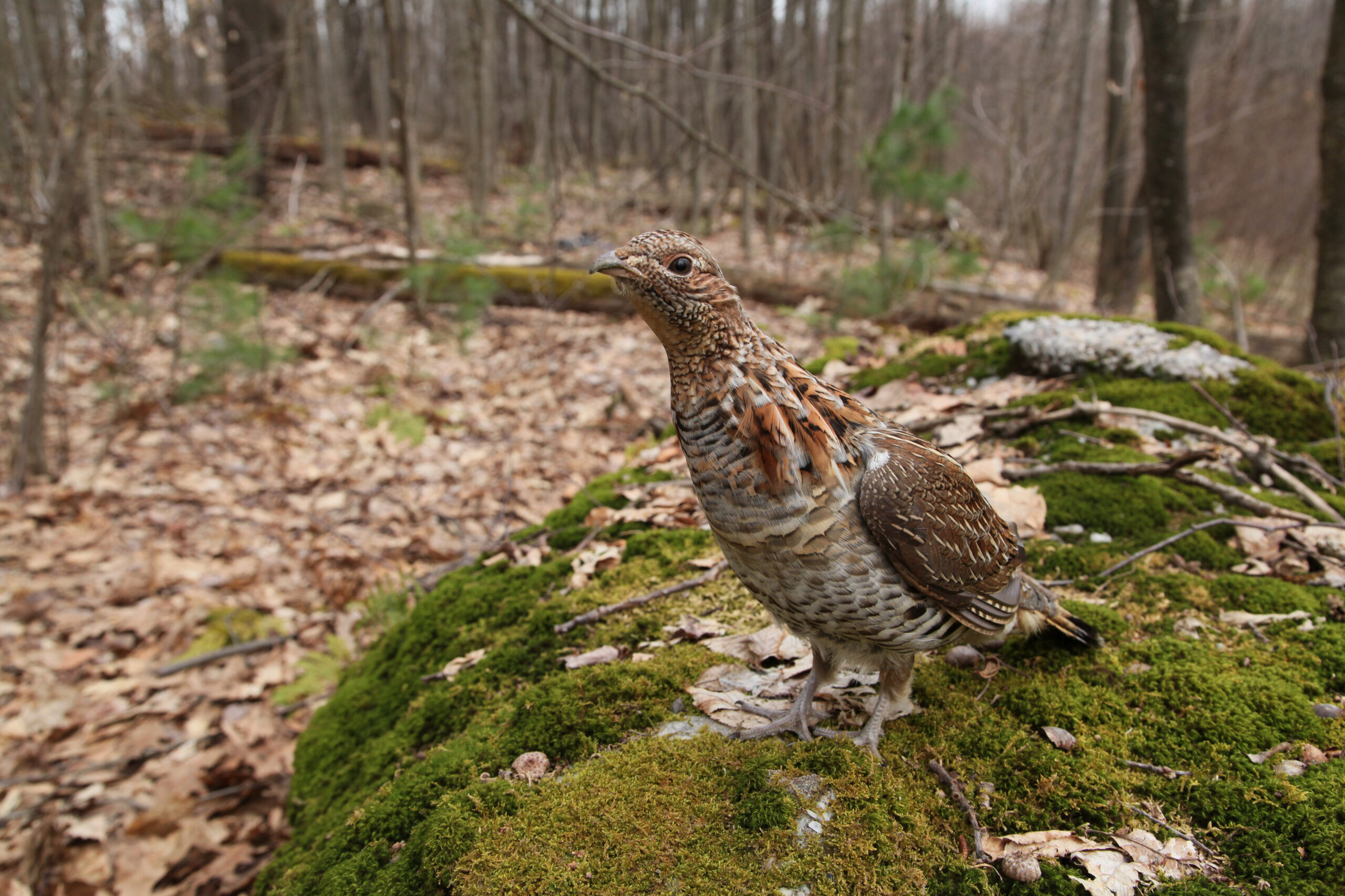 A curious ruffed grouse on a log