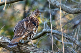 A ruffed grouse male sitting on a log