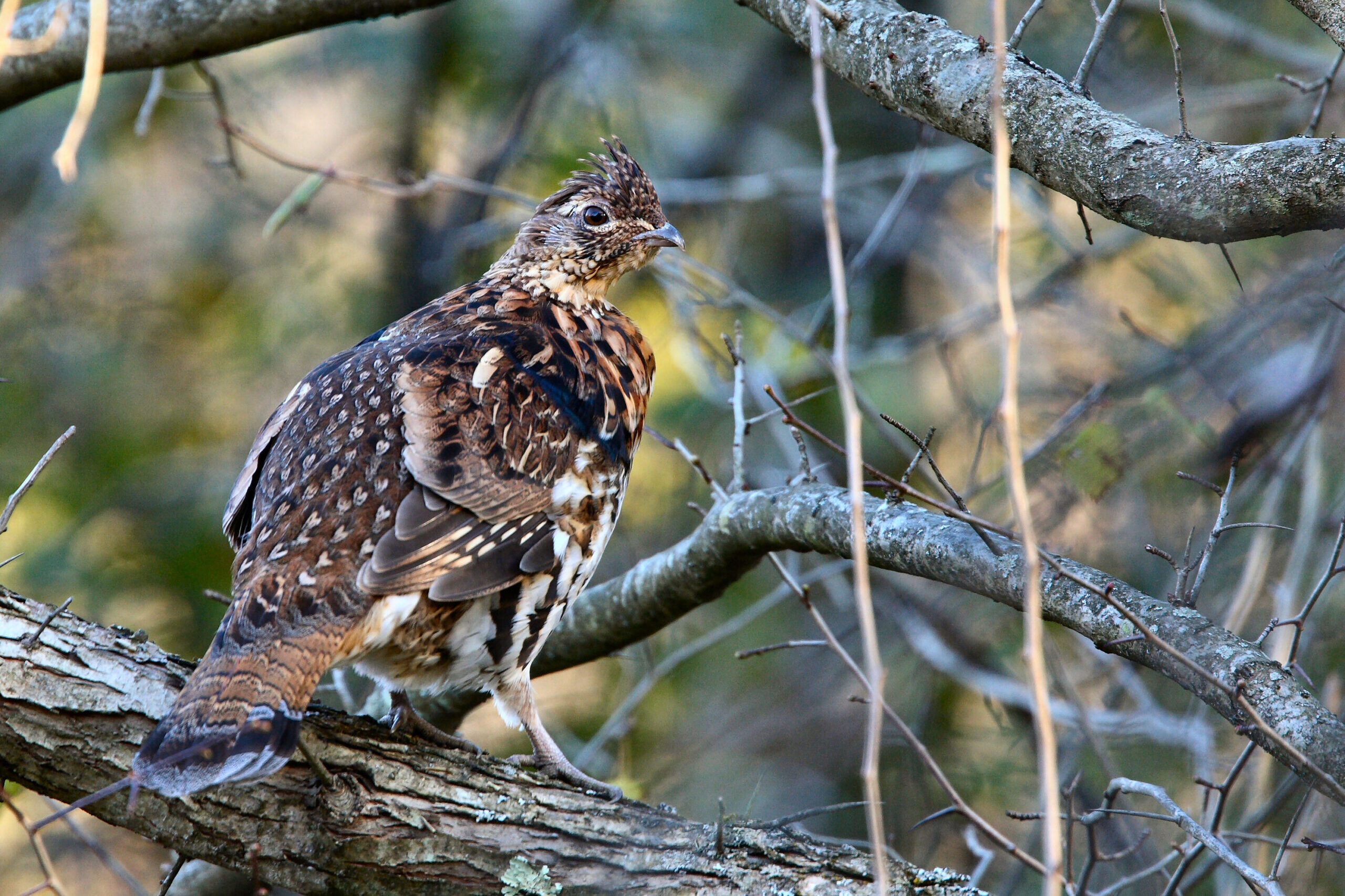 A ruffed grouse male sitting on a log