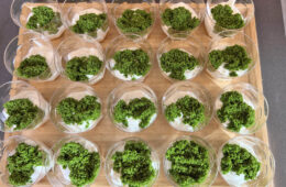 Leafy green duckweed growing in small plastic cups on a tray