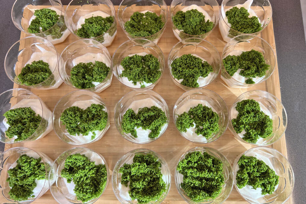 Leafy green duckweed growing in small plastic cups on a tray
