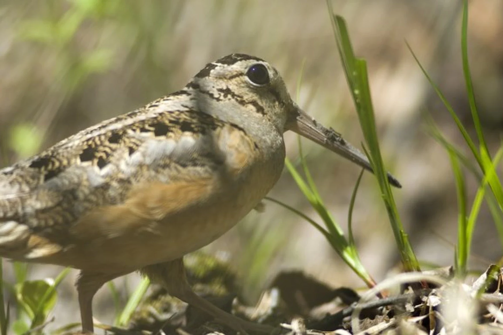 An American woodcock bird on the ground. It has a stumpy body and a long beak.