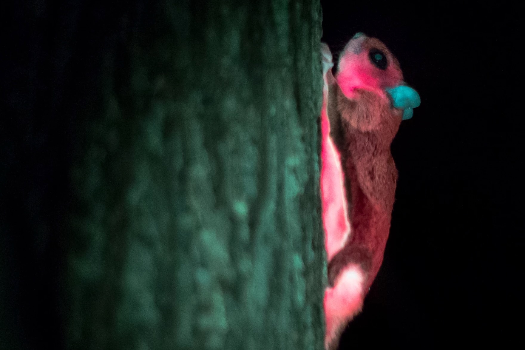 Squirrel glowing pink on a tree