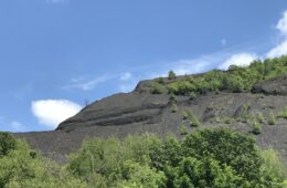 A large pile of coal towers over a clearing of trees