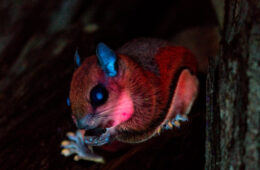 Colorful squirrel with glowing features