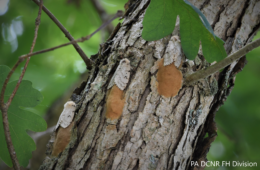 spongy moth on tree