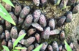 Spottel lanternflies on a tree trunk