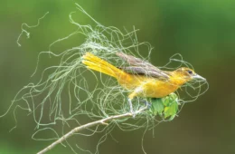 Female Baltimore Oriole, a yellow bird with black and white stripes on its wings, is enveloped by the horsehair it is carrying in its beak.