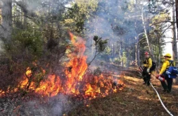 Flames from a prescribed fire
