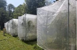 Groups of plastic enclosures in a long row containing trees.
