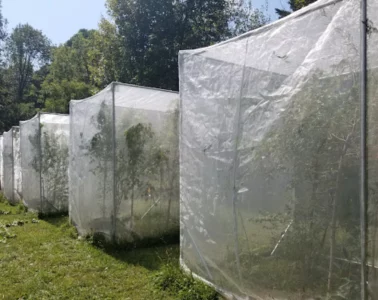 Groups of plastic enclosures in a long row containing trees.
