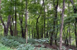 Woods of Hays Woods