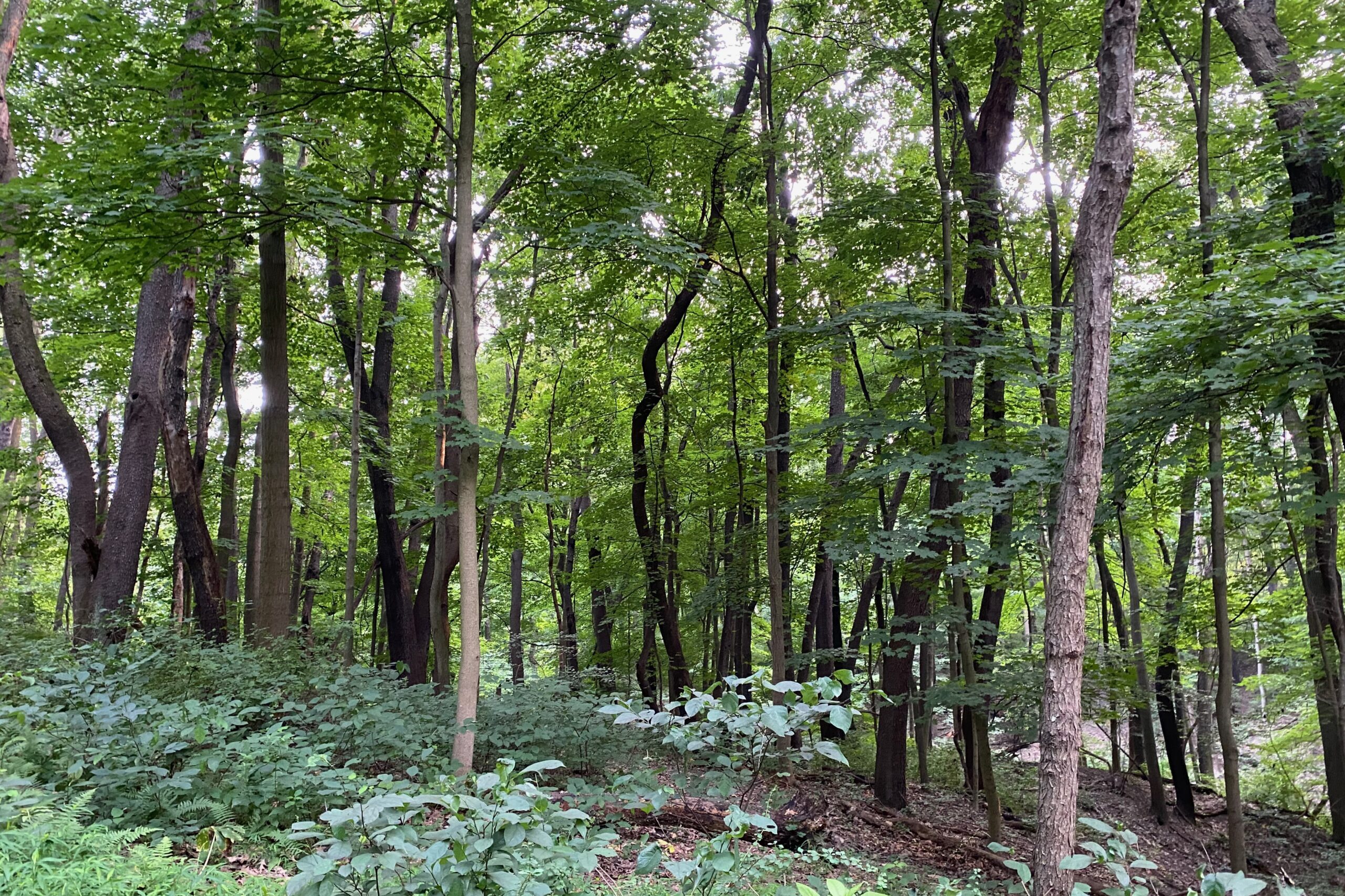 Pittsburgh Urban Forest Master Plan - Tree Pittsburgh