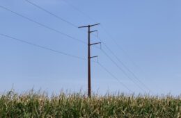 pole and power line in with vegetation in front of it