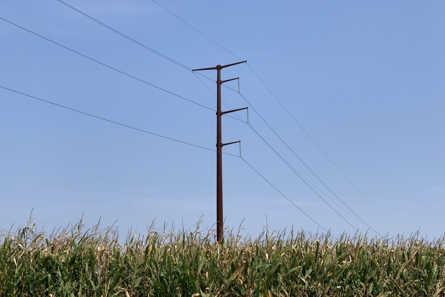 pole and power line in with vegetation in front of it