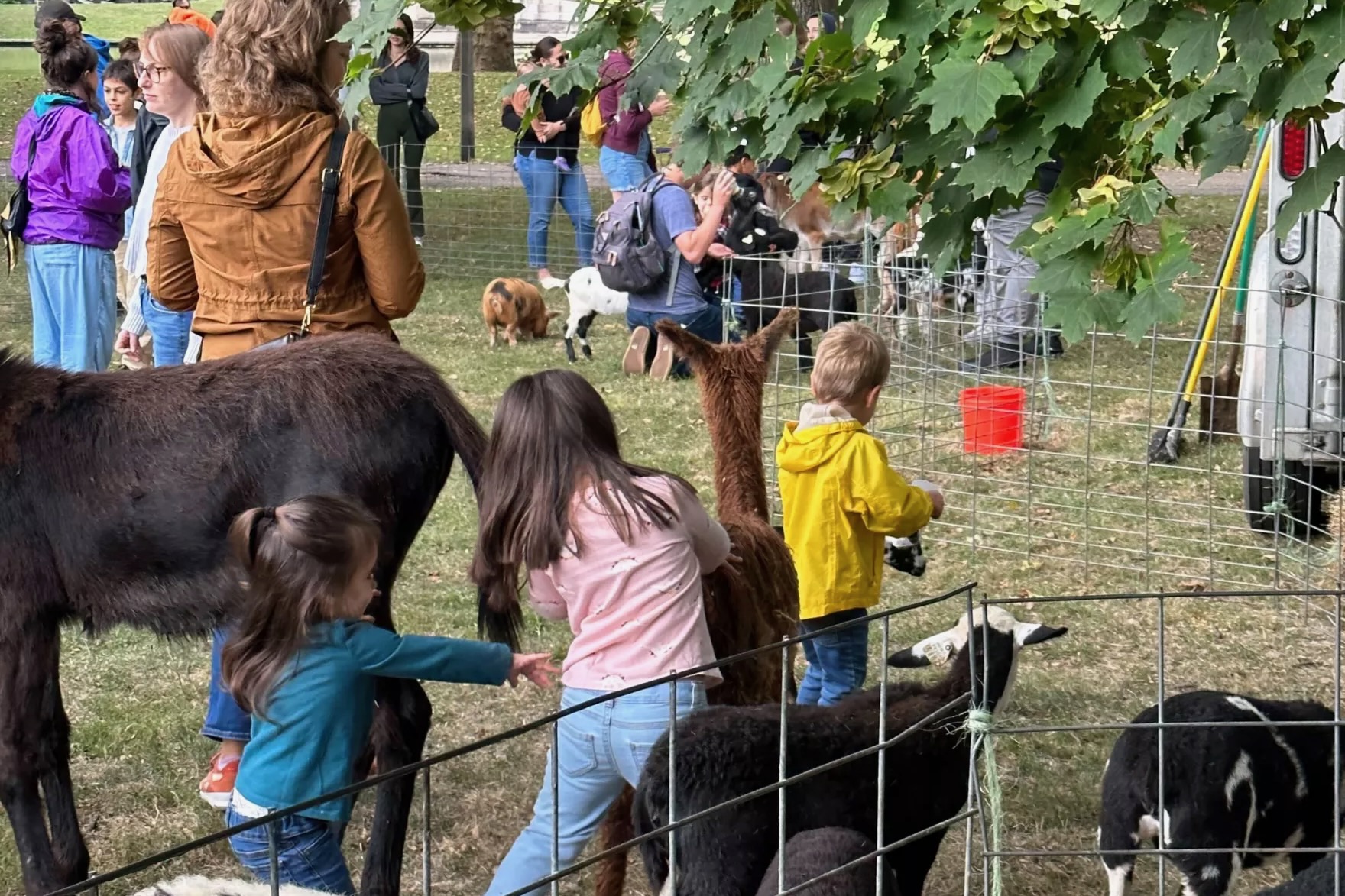 Kids at a petting zoo with calves