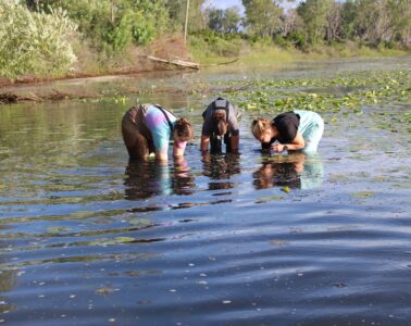 Three researchers bending over in knee-deep water