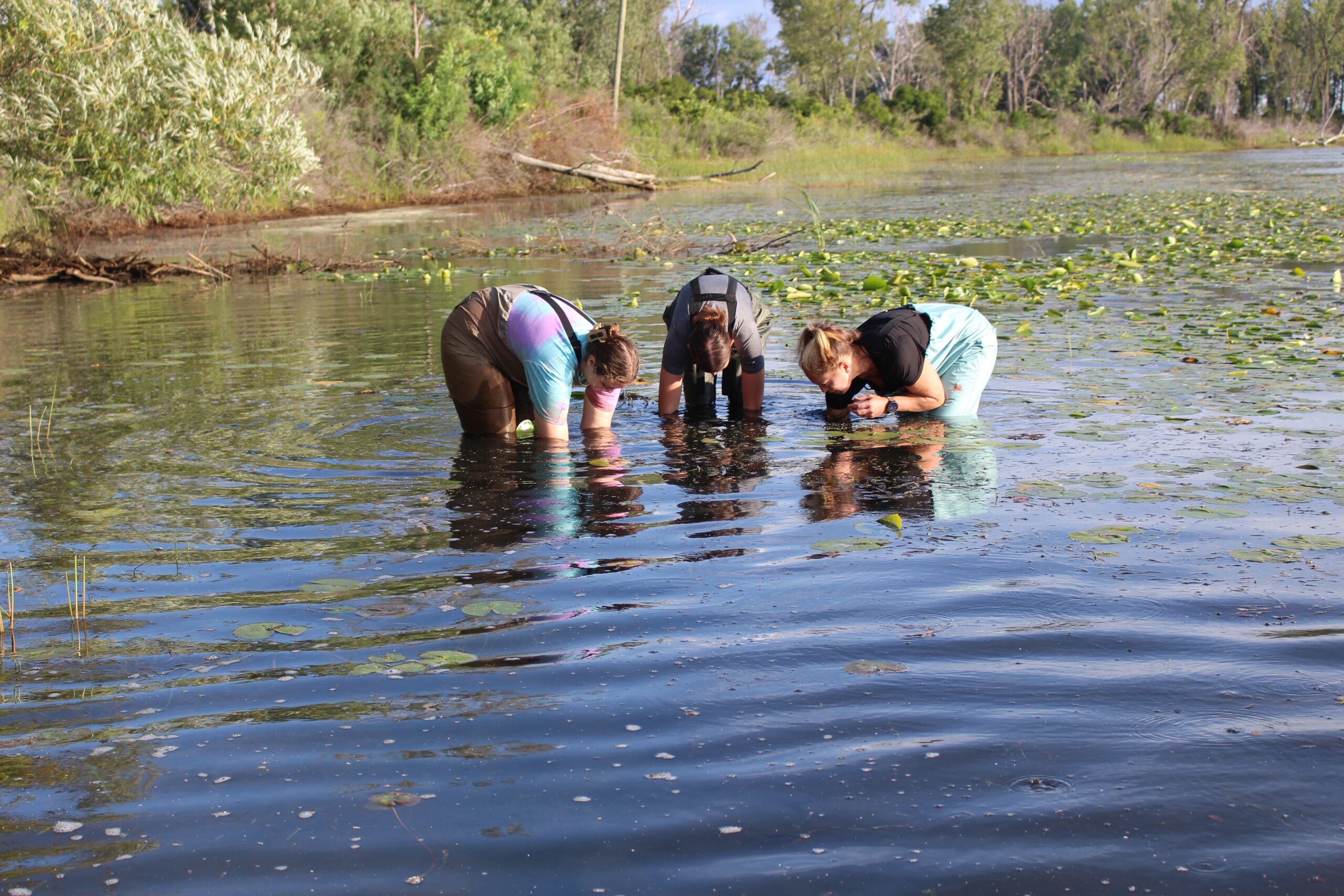 Three researchers bending over in knee-deep water