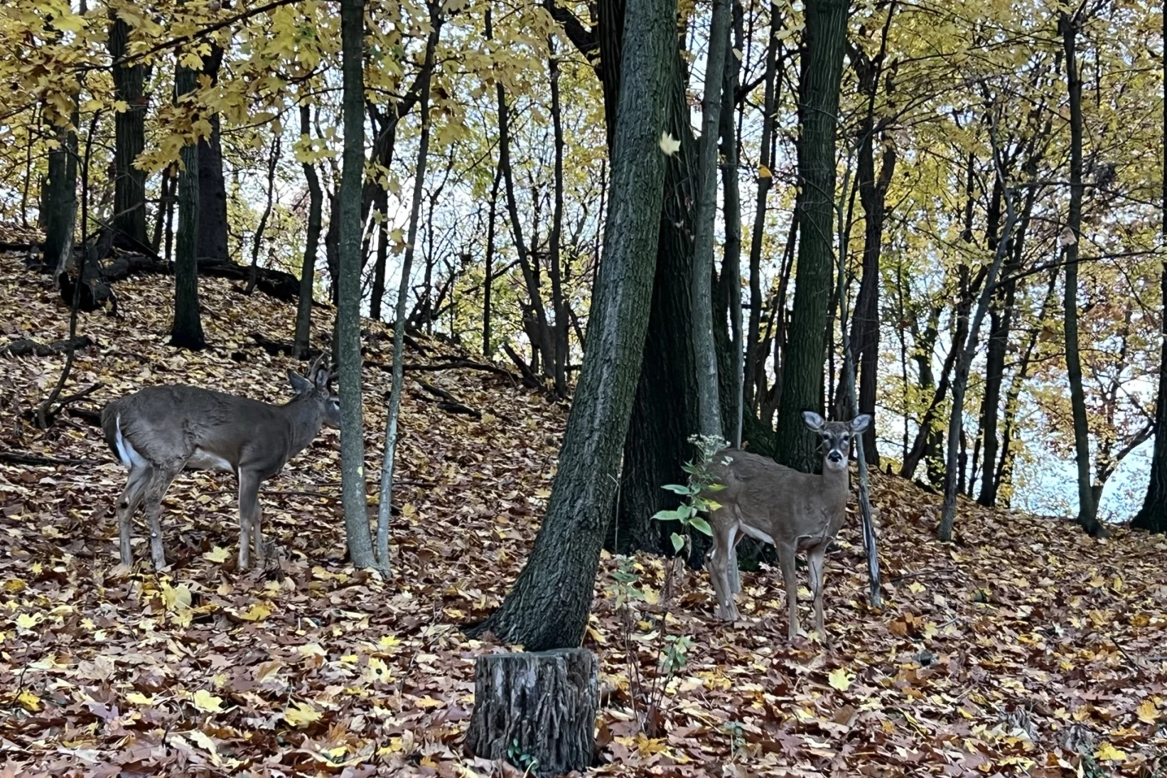 Two deer stand on a wooded hillside