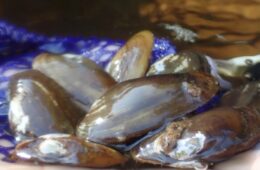 salamander mussels