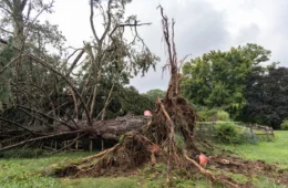 A large uprooted tree