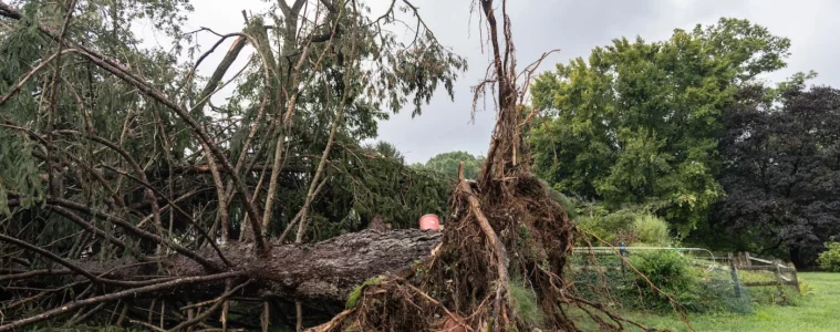 A large uprooted tree