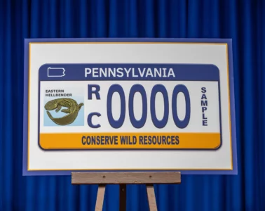 An image of the new license plate sitting on an easel