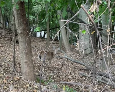 A deer in the park forest with little understory