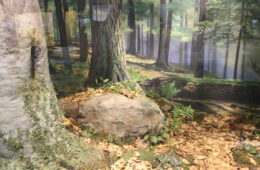 Diorama of Allegheny National Forest at Carnegie Museum of Natural History in Pittsburgh. Photo Julie Grant/ Allegheny Front