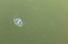 A white jellyfish floats in green water.