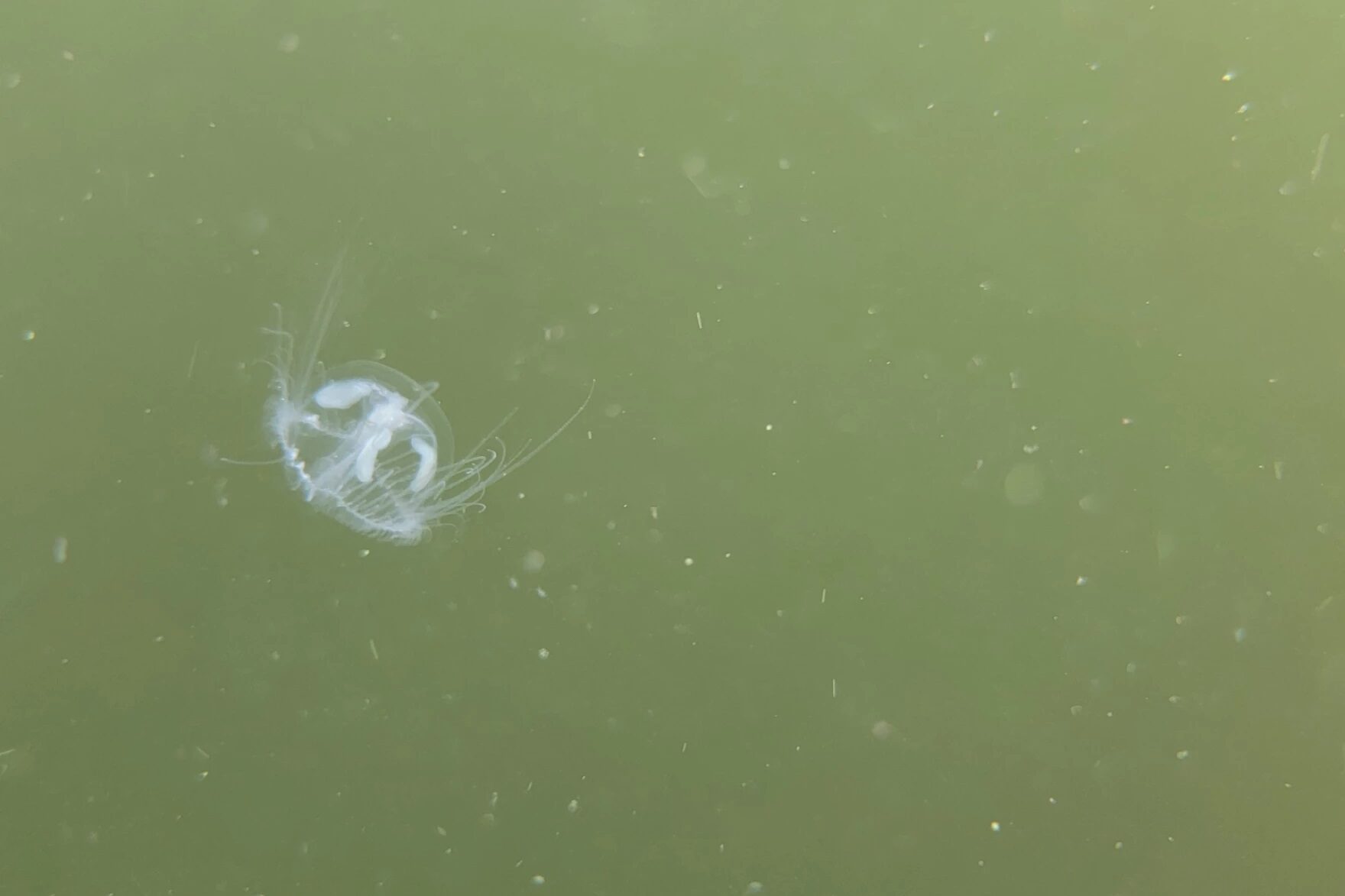 A white jellyfish floats in green water.