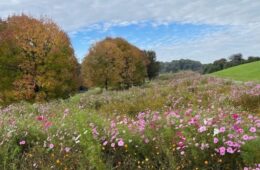 A meadow with pink wildflowers with trees in the background