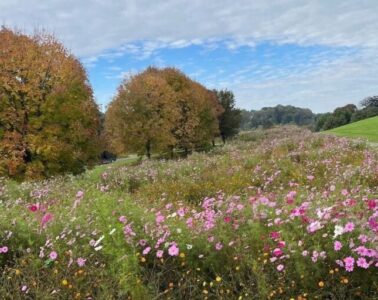 A meadow with pink wildflowers with trees in the background