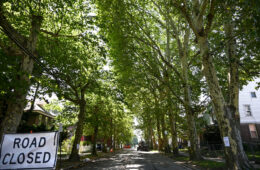 A tree-lined street