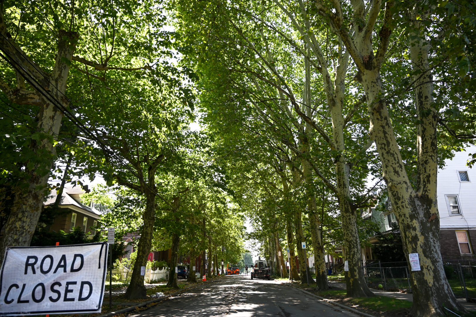 A tree-lined street