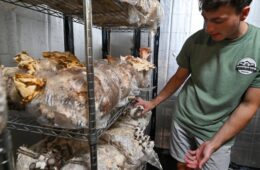 A man stands next to a metal rack with logs seeded with mushrooms